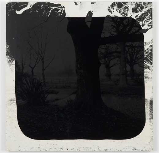 David Gates 'Bark (middle)' silver gelatin and bitumen on cardboard, 60×59cm/23.6×23.2in (unique) 2013, photo by Andy Keate