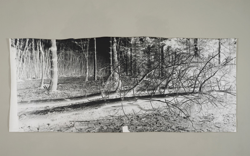 David Gates 'Standard Image 3' unique photograph 89×218cm/35×85.8in (approx) 2014 (photograph by Andy Keate)