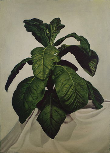 Christopher Hanlon 'Tobacco Plant' oil on canvas stretched over board 54.5×39.5cm 2017 photo by Andy Keate