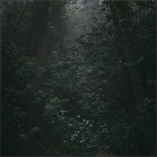 Daniel Gustav Cramer 'Untitled (Woodland #42)' 2007