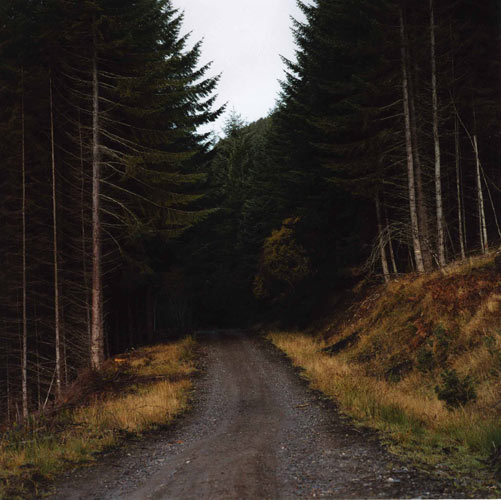Daniel Gustav Cramer 'Untitled (Woodland #01)' 2002
