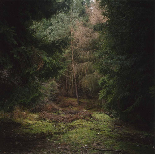 Daniel Gustav Cramer 'Untitled (Woodland #05)' 2003