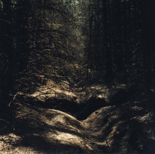 Daniel Gustav Cramer 'Untitled (Woodland #06)' 2004