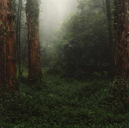 Daniel Gustav Cramer 'Untitled (Woodland #15)' 2005