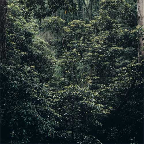 Daniel Gustav Cramer 'Untitled (Woodland #22)' 2005