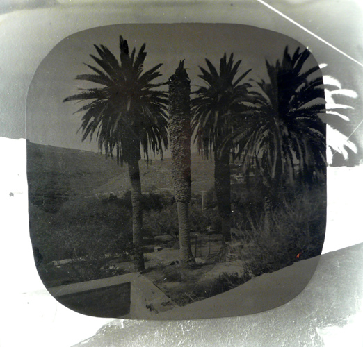 David Gates 'Four trees' silver gelatin and bitumen on cardboard, 28×28.5cm (11×11.4in) 2012