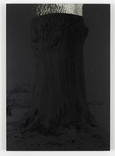 David Gates 'Bark (close–up)' silver gelatin and bitumen on cardboard, 47×33.5cm/18.5×13.1in (unique) 2013, photo by Andy Keate