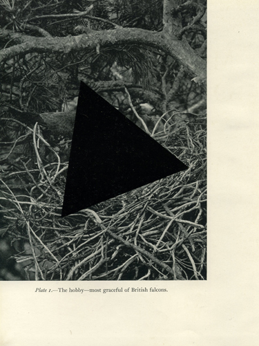 David Gates 'More birds of the day (plate 1)' bitumen on found image, 25.4×20cm (9.8×7.9in) 2012