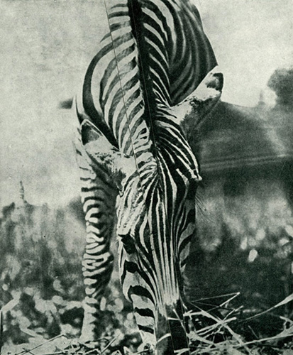 David Gates 'Zebra' collage, paper, card, 17×14cm/6.7×5.5in 2014