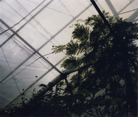 Siân Pile 'Glasshouse II' 2006/7