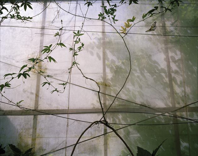 Siân Pile 'Glasshouse III' 2006/7