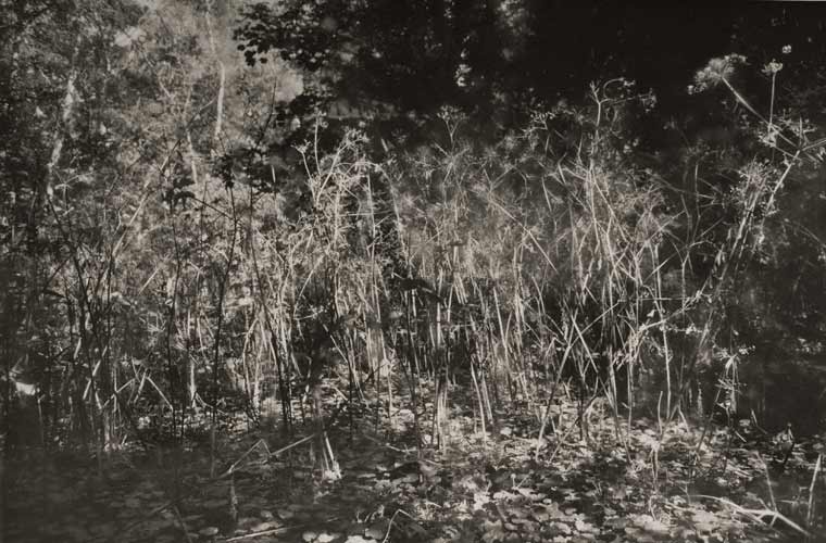 Siân Pile 'Undergrowth IV' 2007/2007